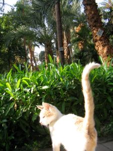 Lord Kitchener's Island