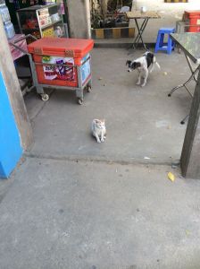 Obligatory cat picture! Next door to Star restaurant