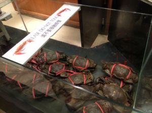 Crabs waiting for lunch...