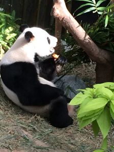 Panda lunch!