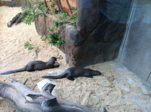 Mega-Otters