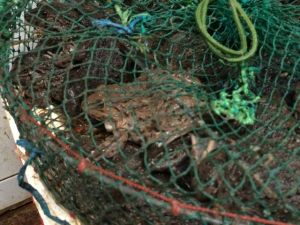 Frogs? Toads? Alive!