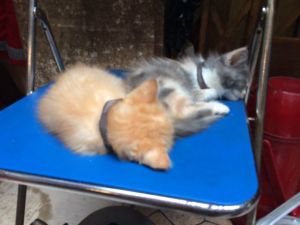 Kitties in the market