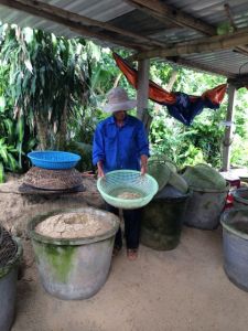 Harvesting mung bean sprouts