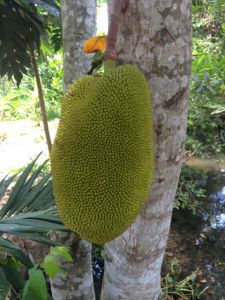 Jackfruit! Not as smelly as its cousin the Durian...