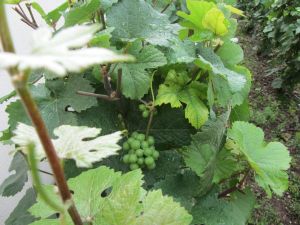 Pinot Meunier grapes