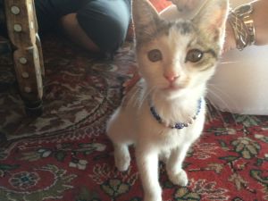 Kitty at the Kelebek