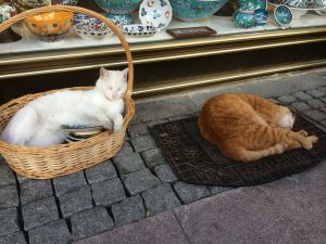 Shopping is such hard work for cats...