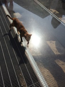 Kitty outside the Acropolis Museum