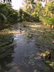 Tamarind's lily pond