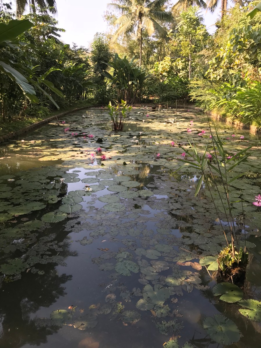 Tamarind's lily pond