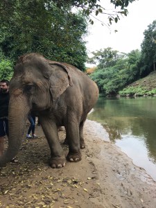 Elephant wandering by the river