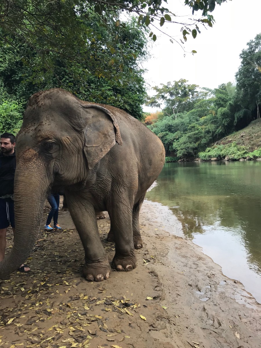 Elephant wandering by the river